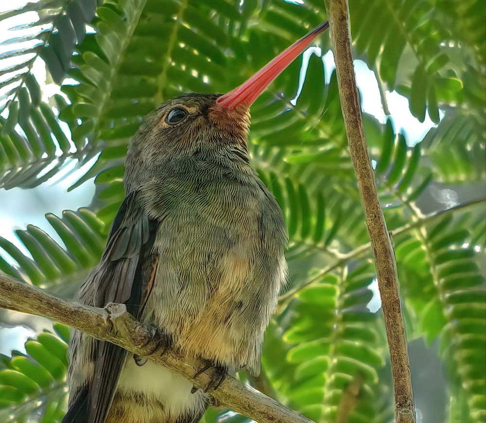 Hummingbird with attitude