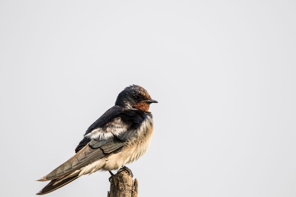 Photograph by mantosh kumar