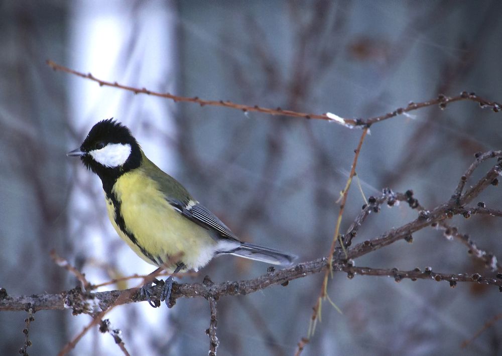 Photograph by Вероника Раевская