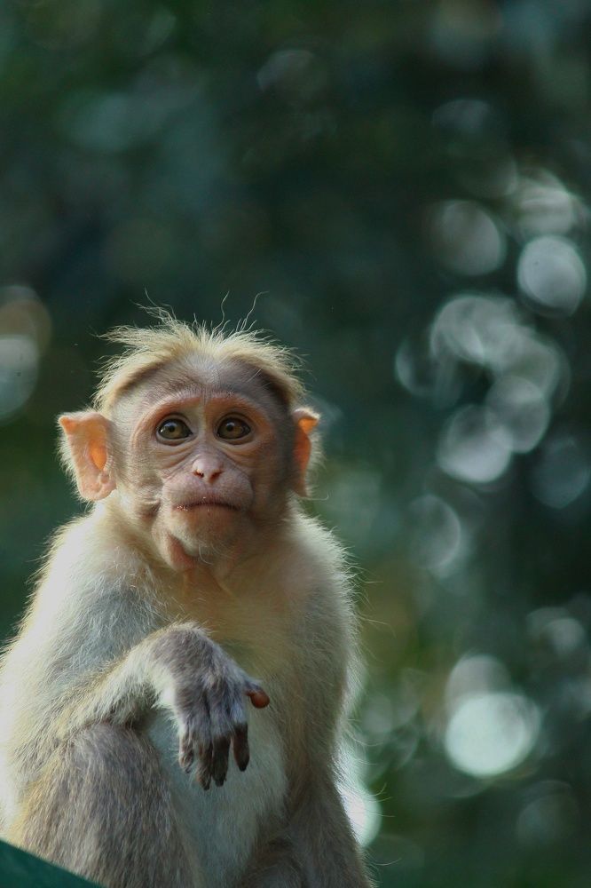 Photograph by Venkatesh Ramanujam