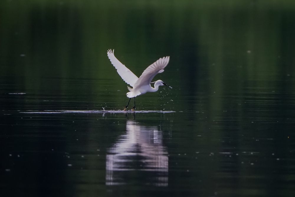 flying egret