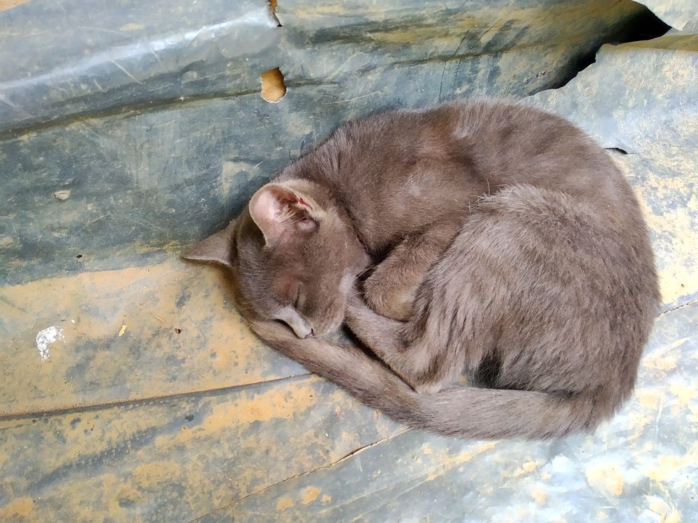 Фотография автора Lakshitha Mahawithana