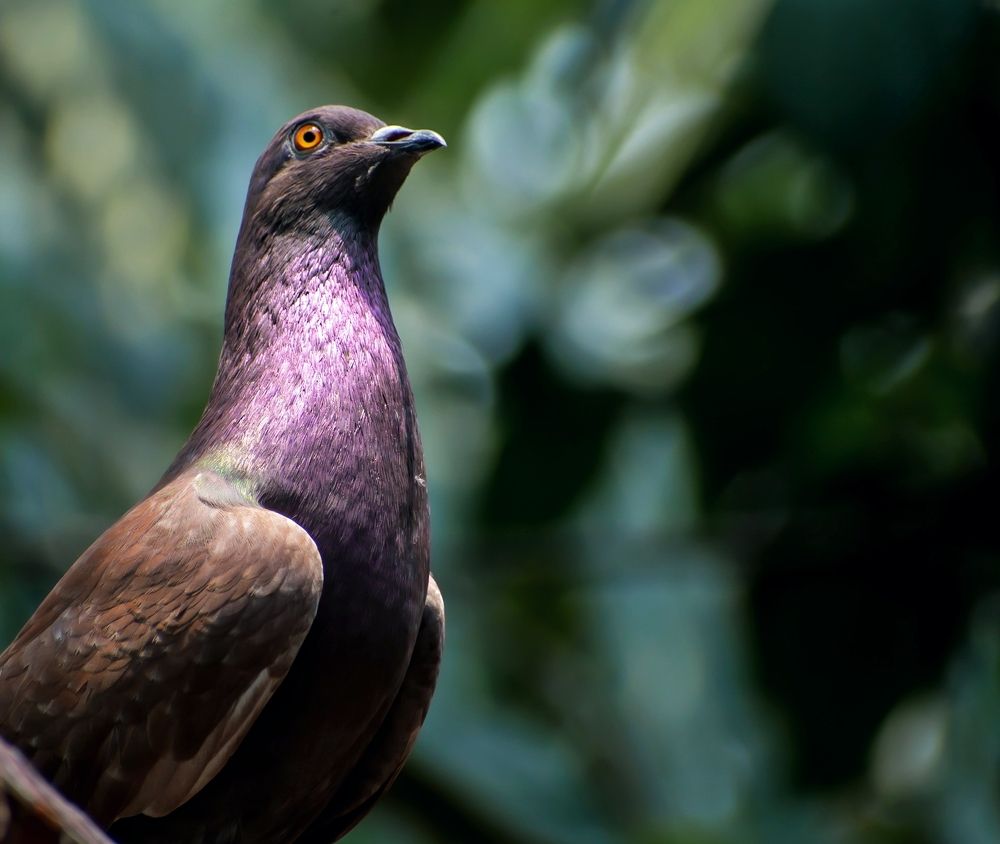 Photograph by RehanaAlpha