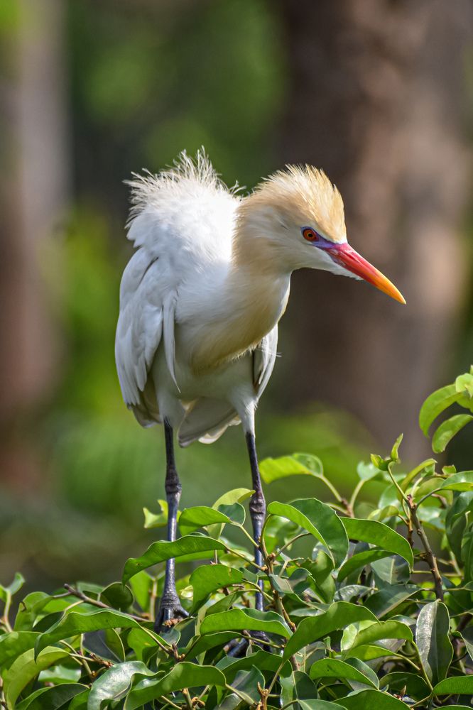 Photograph by Subrata Das