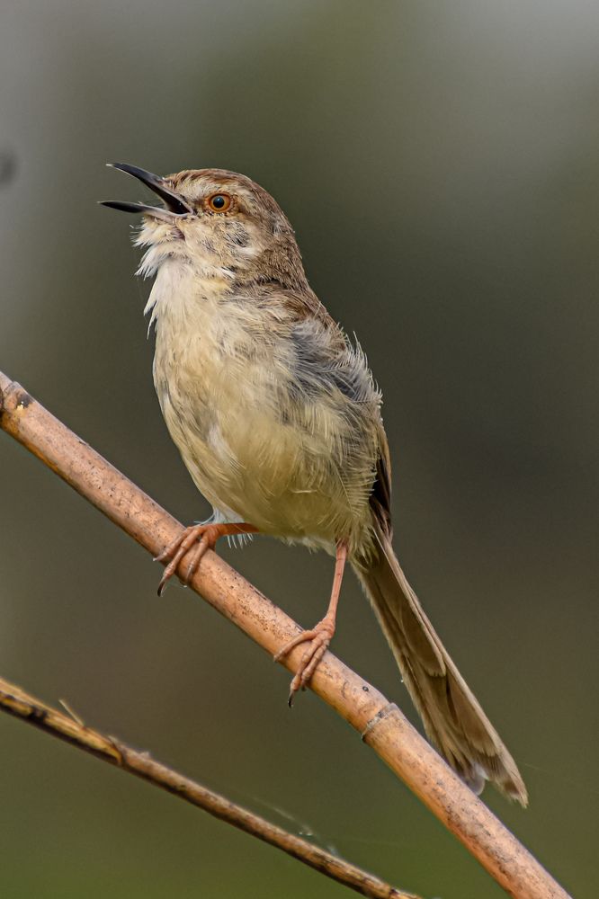 Photograph by Subrata Das