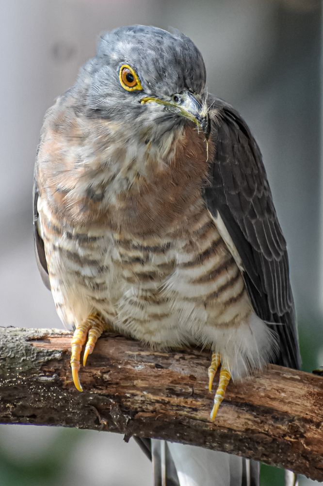 Photograph by Subrata Das