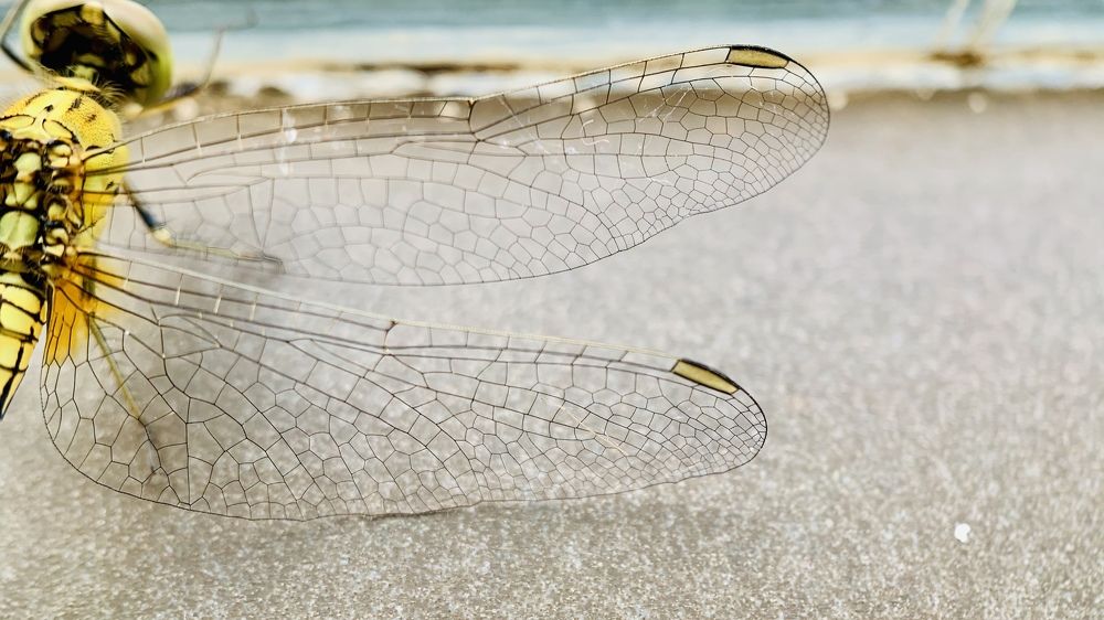 Photograph by Aashu Pandya