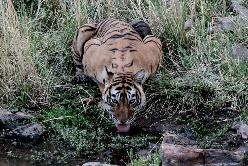 Photograph by mantosh kumar