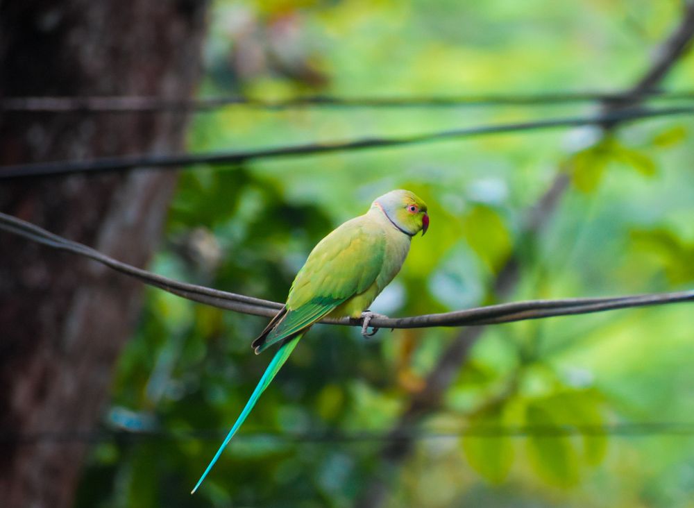 Фотография автора Lakshitha Mahawithana