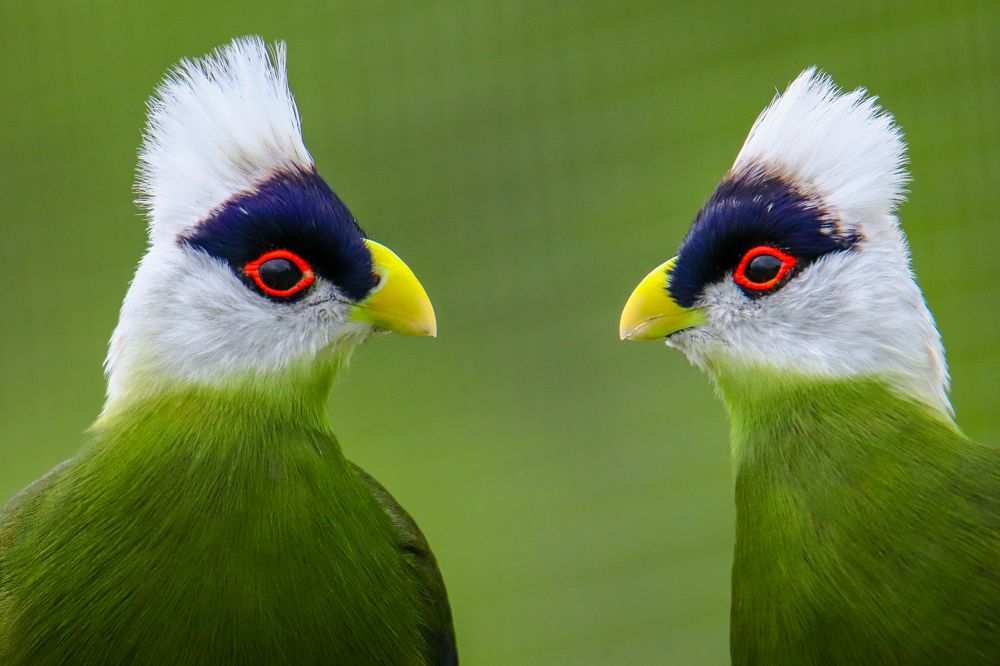 White-crested Turacos #1