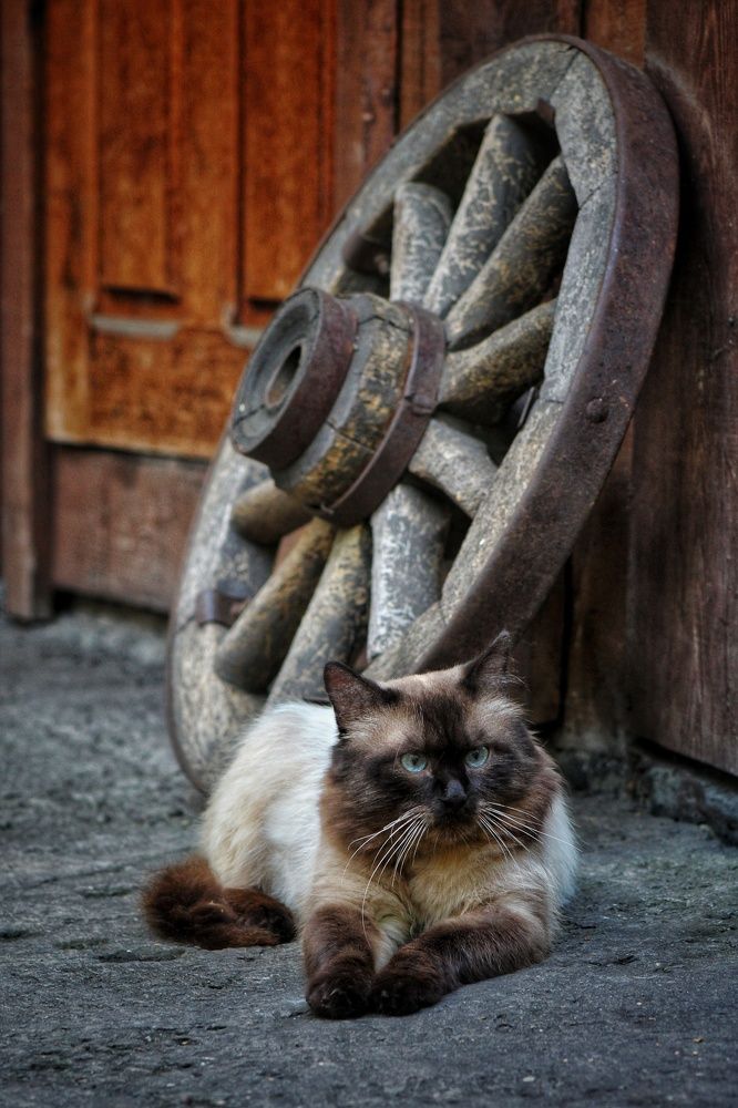 Photograph by Наталья Горбачева