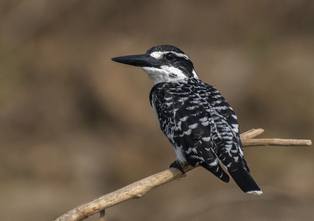 Photograph by Souvick Mukherjee