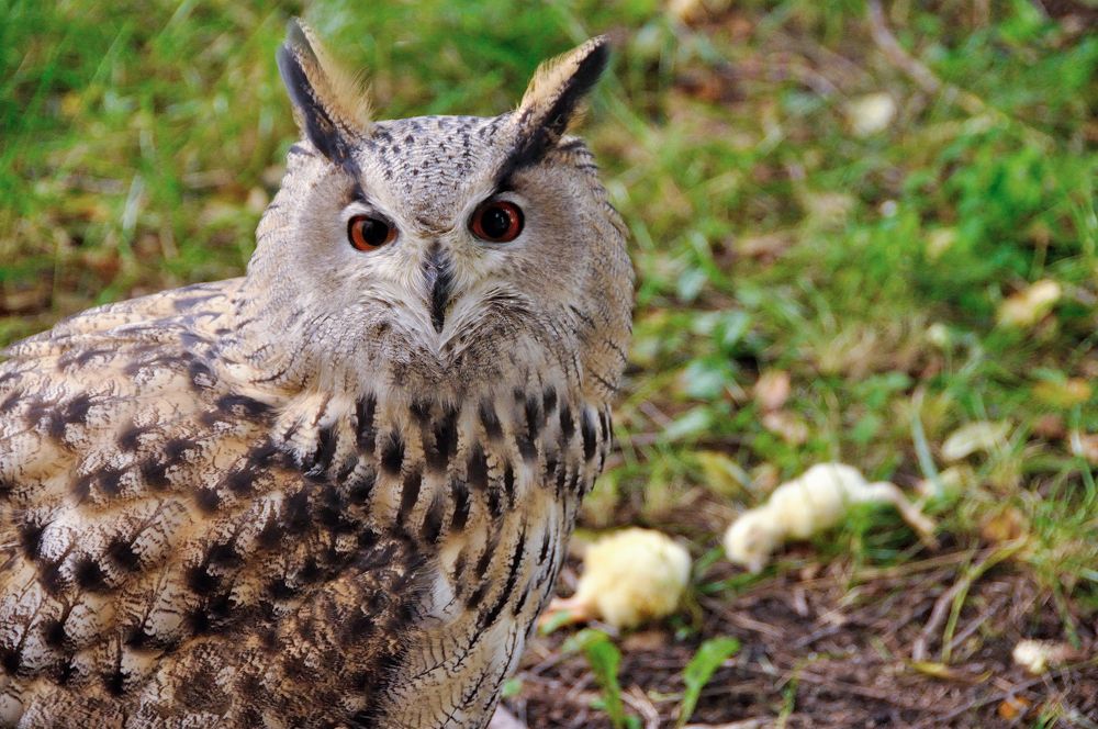 Photograph by Михаил Кинеев