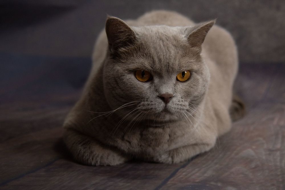 Фотография автора Геннадий Коробов