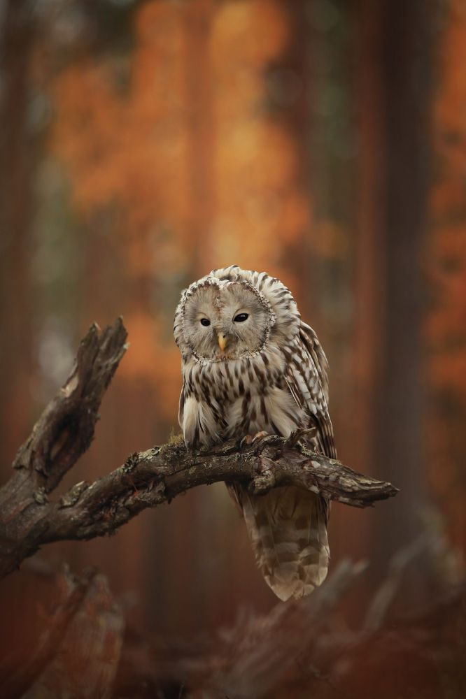 Photograph by Наталия Поникарова