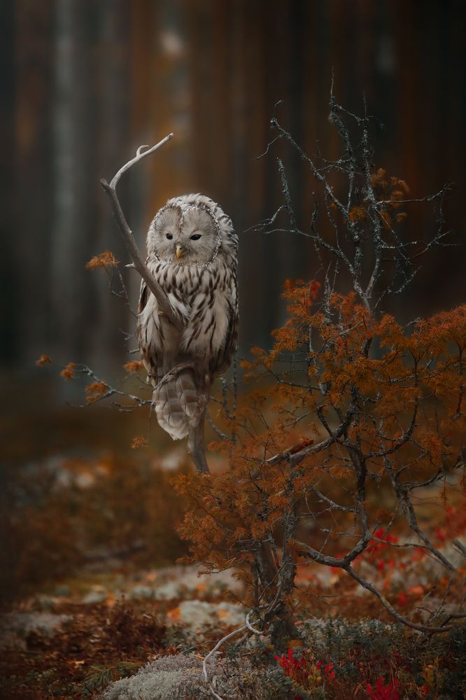 Photograph by Наталия Поникарова