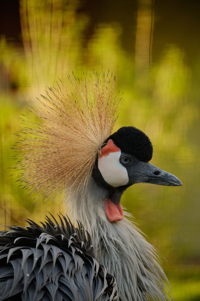 Фотография автора Александр Высоцкий