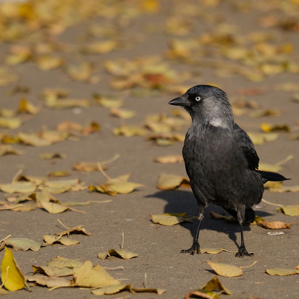 Фотография автора Александр Высоцкий