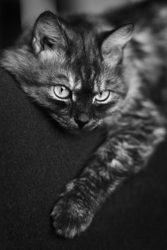 Фотография автора Ольга Келлер