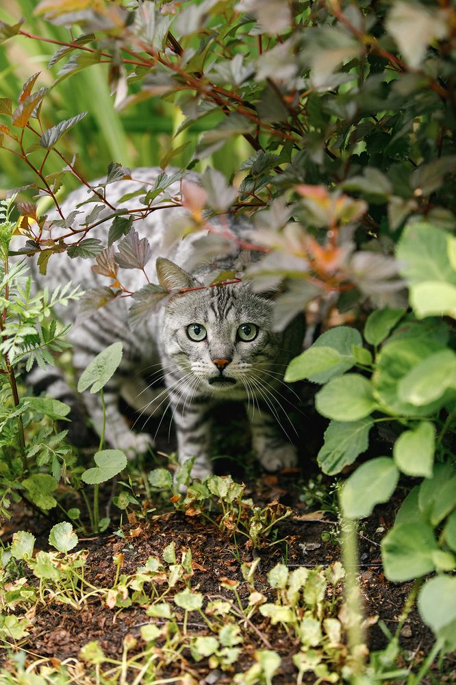 Фотография автора Тема Цезарь