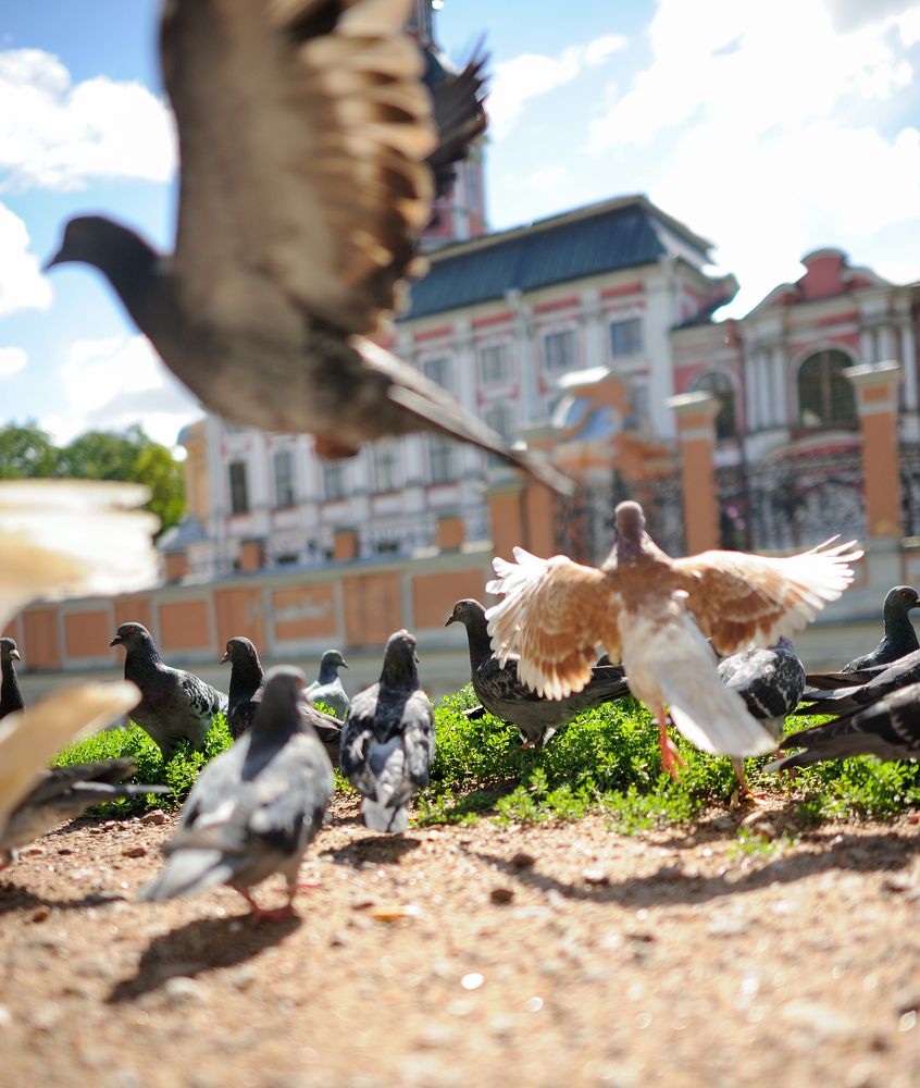 Photograph by Михаил Кинеев