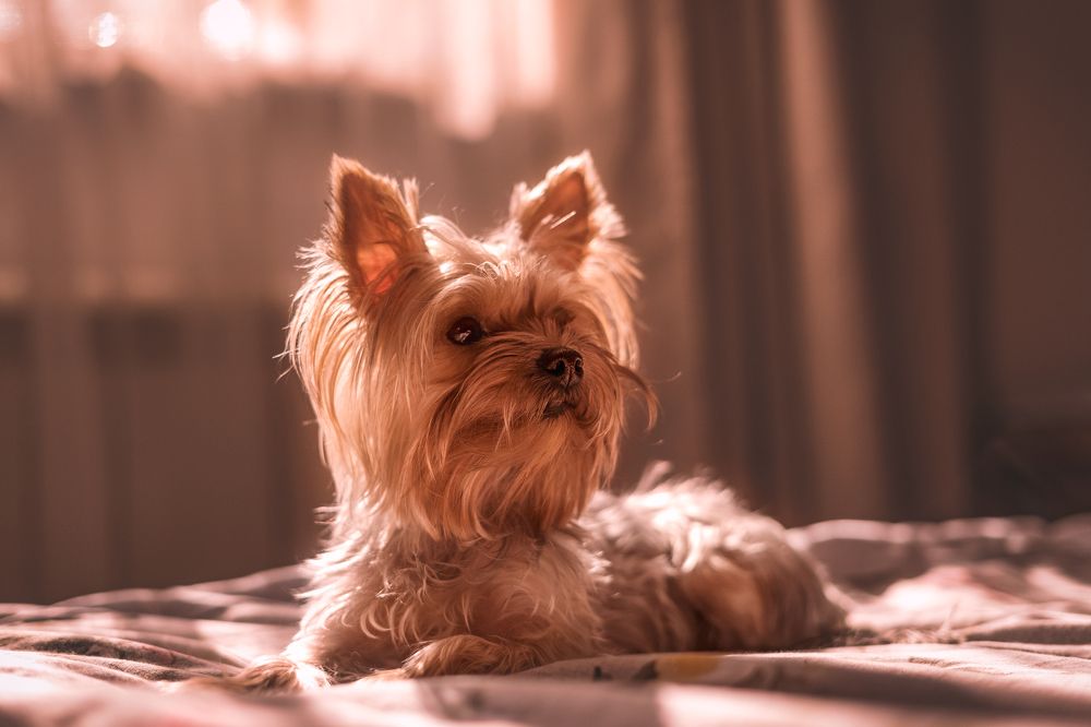 Фотография автора Анжелика