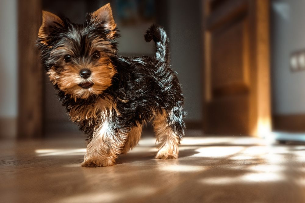 Фотография автора Анжелика