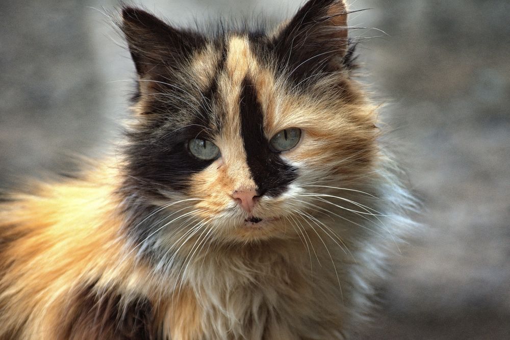 Photograph by АНДРЕЙ Роев