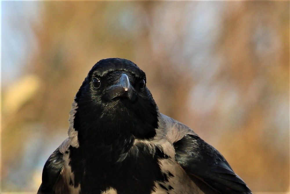 Photograph by Sharir Daniel