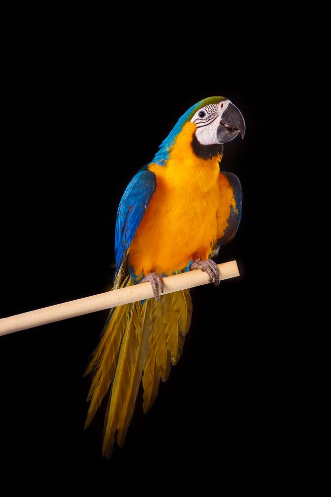 Photograph by Renate Tompsone