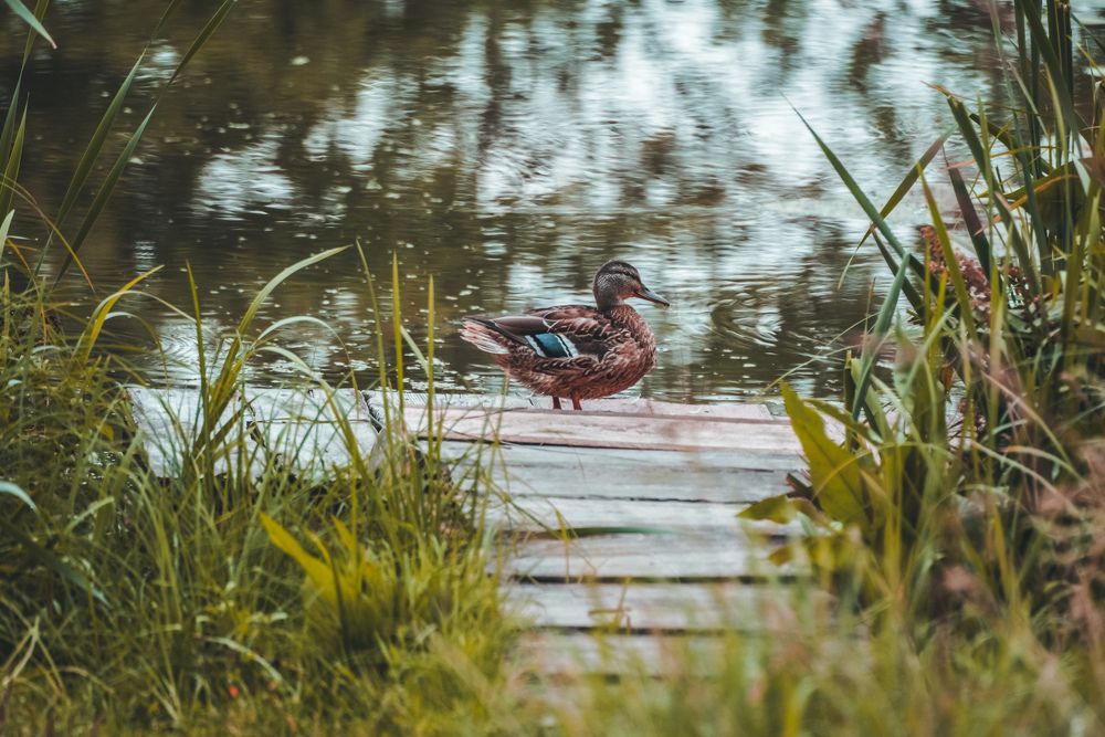 Photograph by Ольга