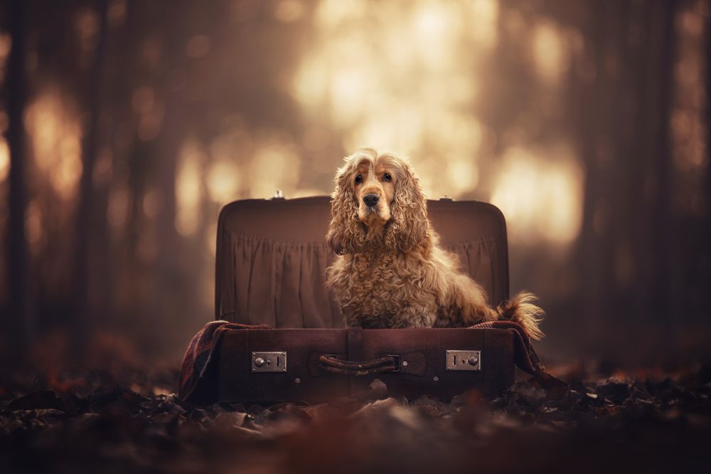 Photograph by Sara Pinotti