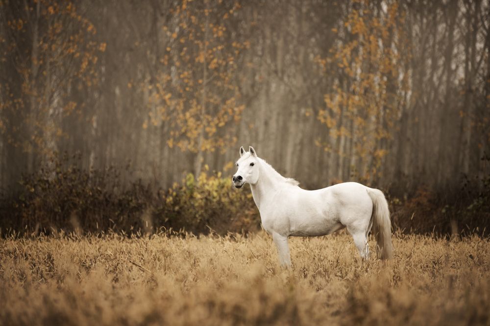 Photograph by Sara Pinotti