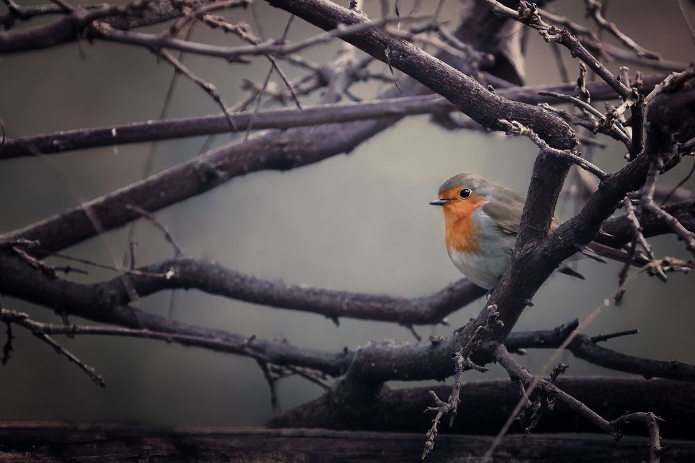 Photograph by Sara Pinotti