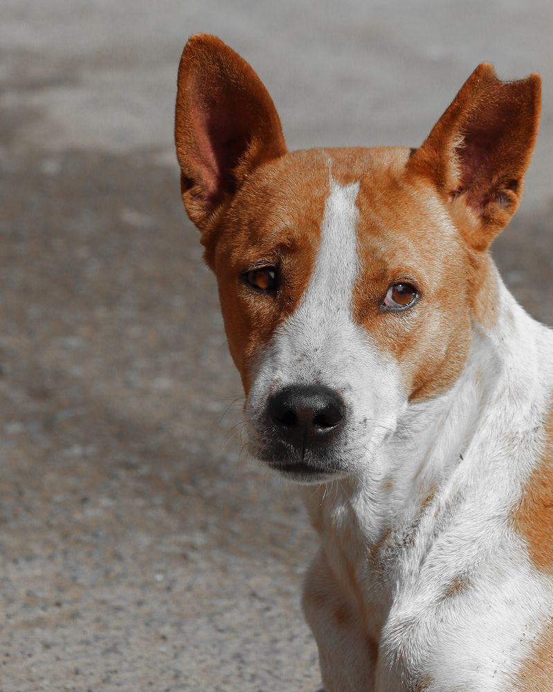 Фотография автора Subham Durgey