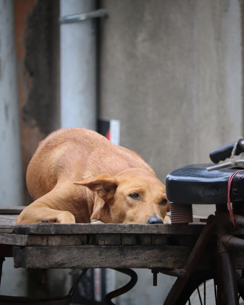 Фотография автора Subham Durgey