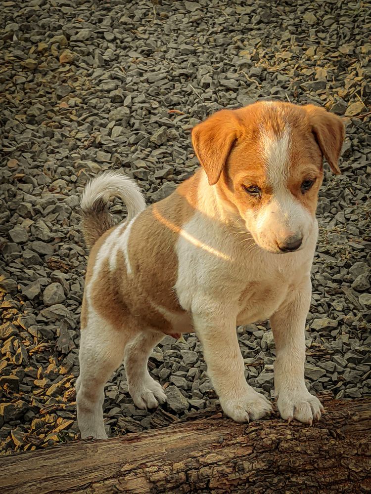 Фотография автора Subham Durgey