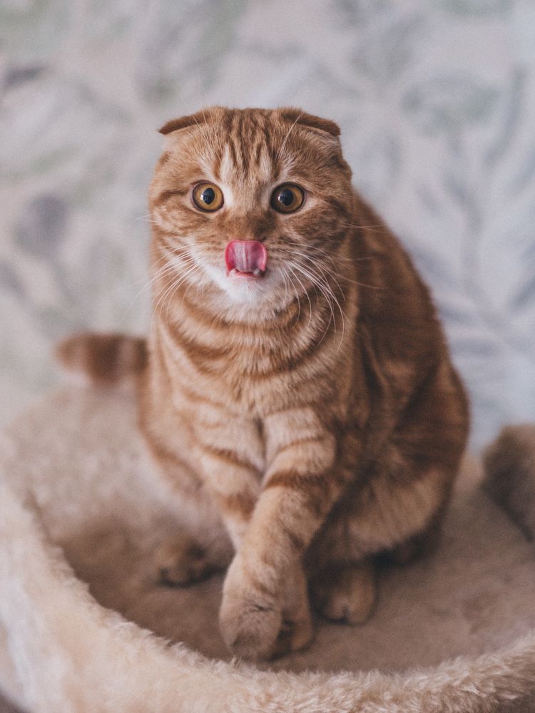 Simba
