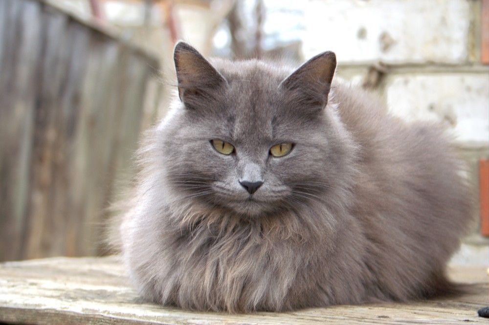 Photograph by Maks315519