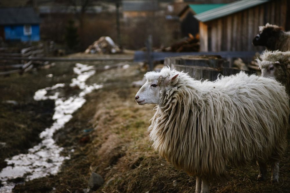Photograph by Анастасия Маротчак