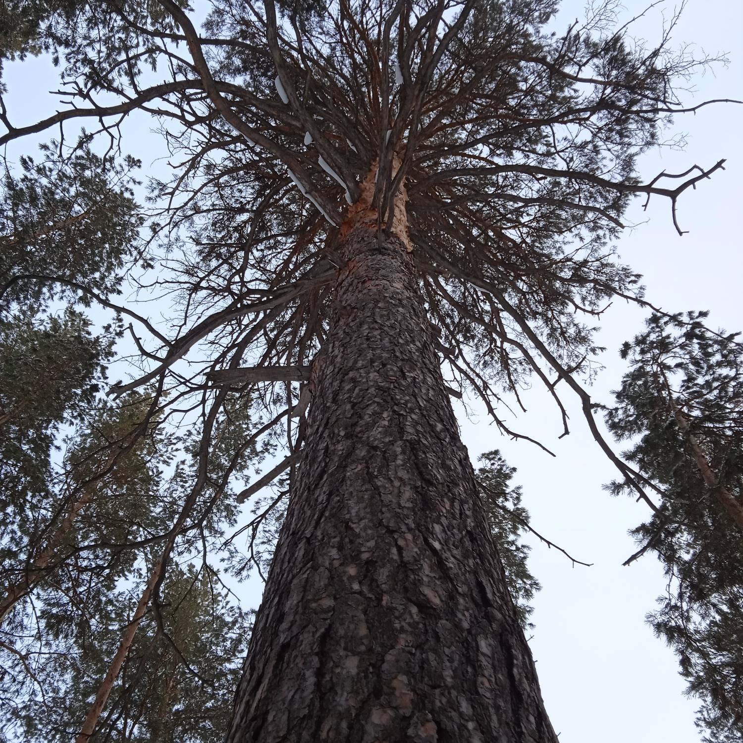 Photo #7486515