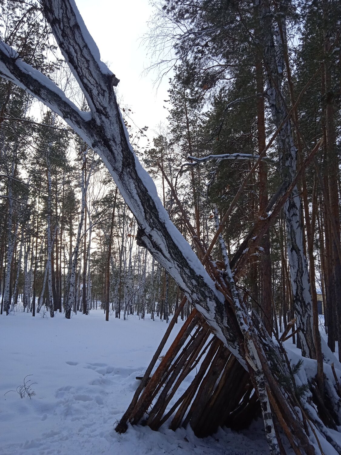 Photo #7486516