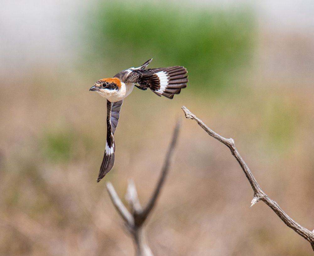 Фотография автора Sajeev Krishnan