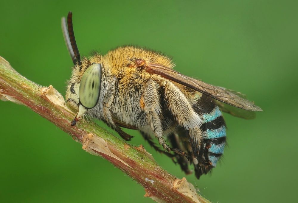 Blue banded bee