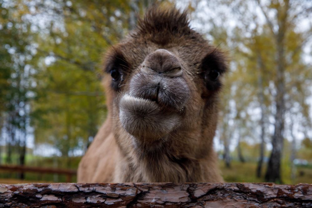 Photograph by Людмила Аксенова