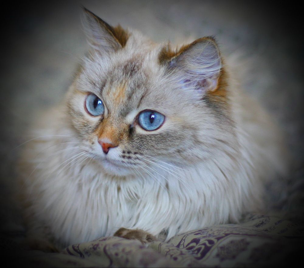 голубоглазая (Blue eyes)