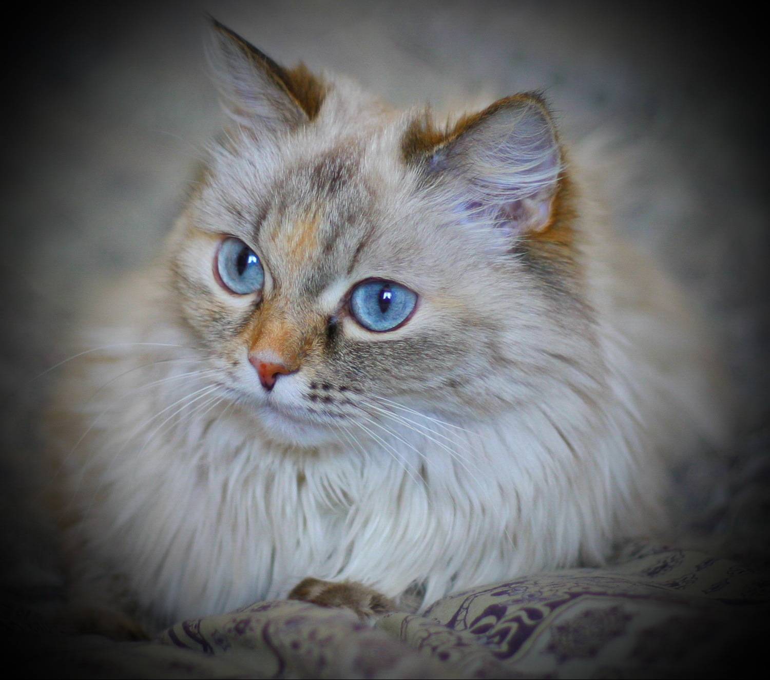 голубоглазая (Blue eyes)