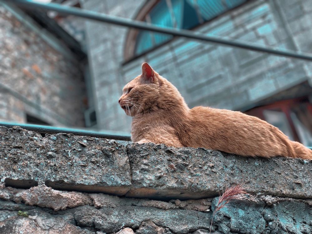 Рыжий кот