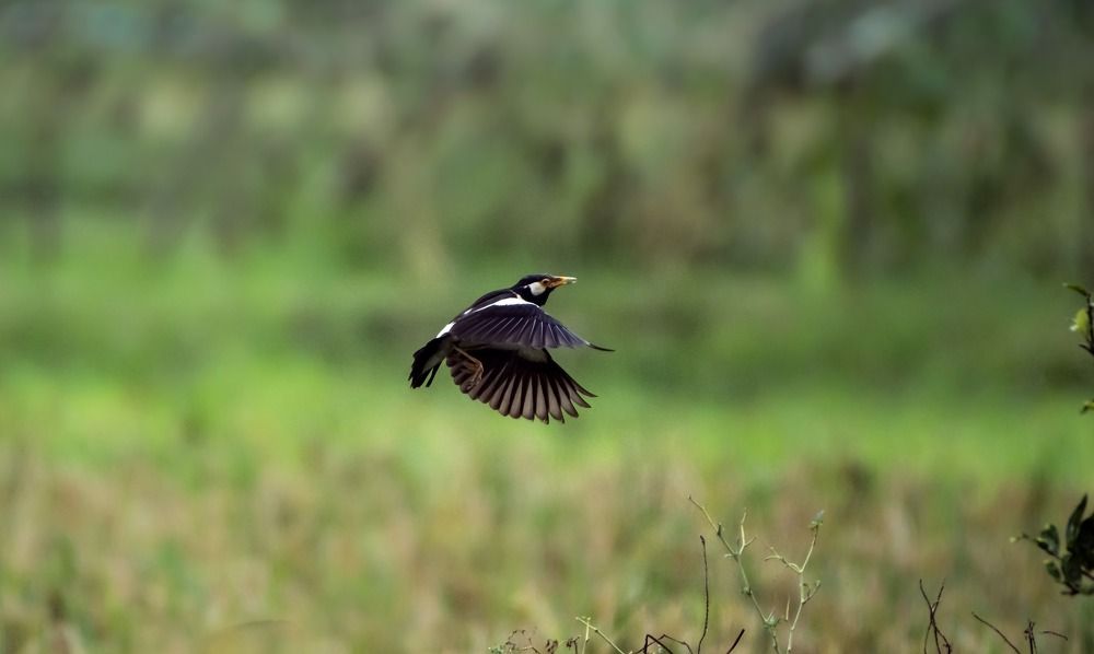 Photograph by dr.nadirujaman hemal Fakir