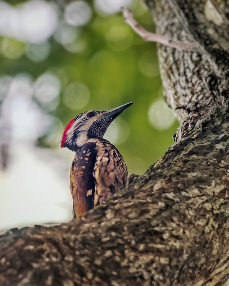 Photograph by dr.nadirujaman hemal Fakir